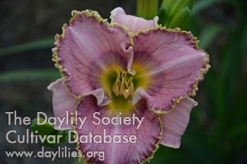 Daylily Lavender Quilt